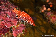 Bodianus cf diana-Wakatobi Batuata Island-25m-20180603-Denis-ADER-DSC_3729_tn